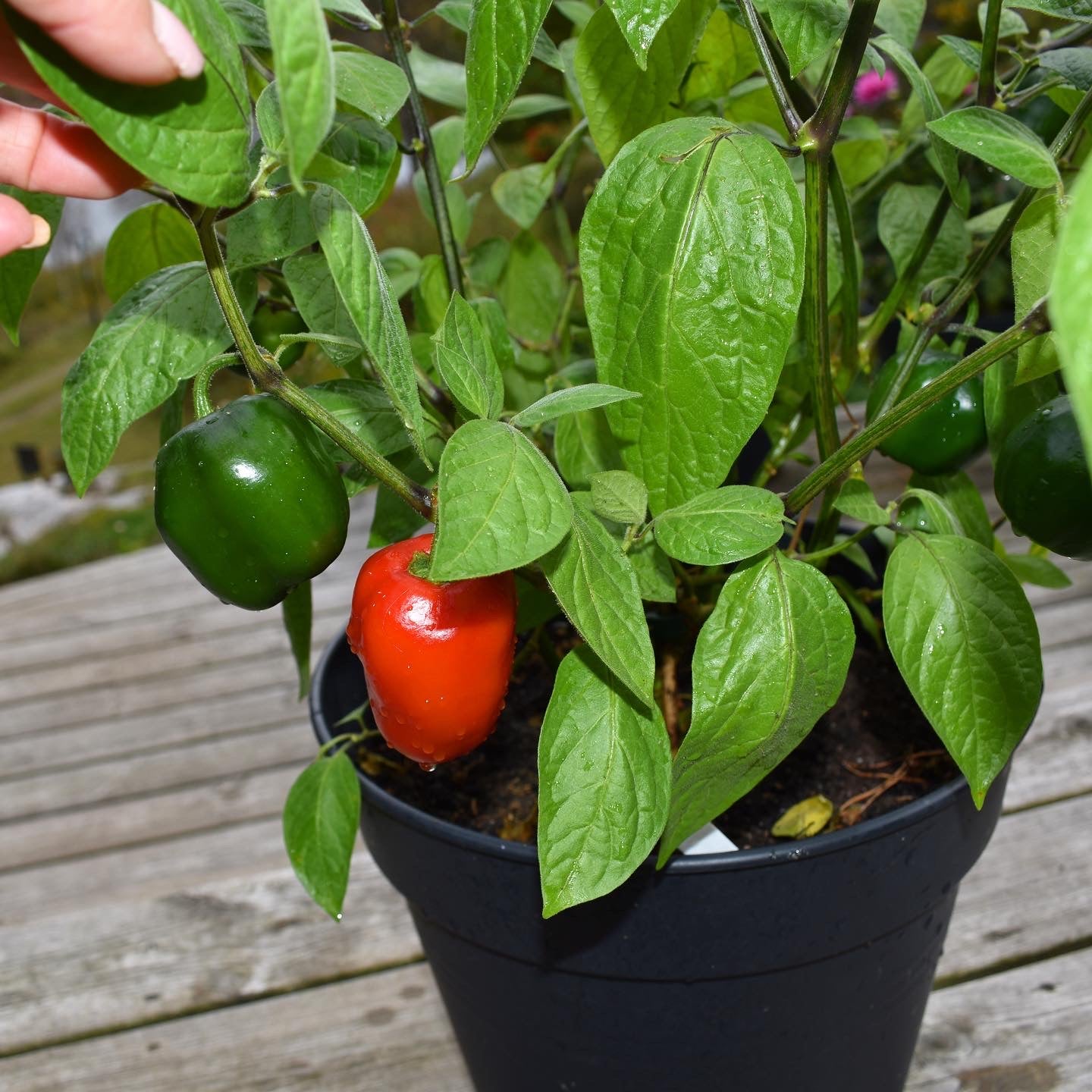 Rot Giant Rocoto Pepper Samen zum Pflanzen