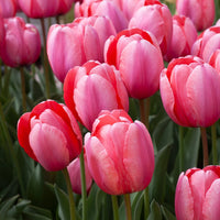 Rosa Odorous Tulpe Blumensamen zur Aussaat – lang Blüte Saison – Traditionssorte & ohne Gentechnik Samen Hausgarten