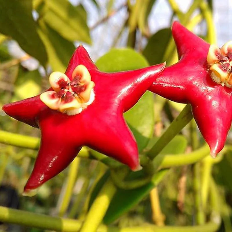 Rot Hoya Blumensamen zur Aussaat – leuchtend Star-Shaped Blüten