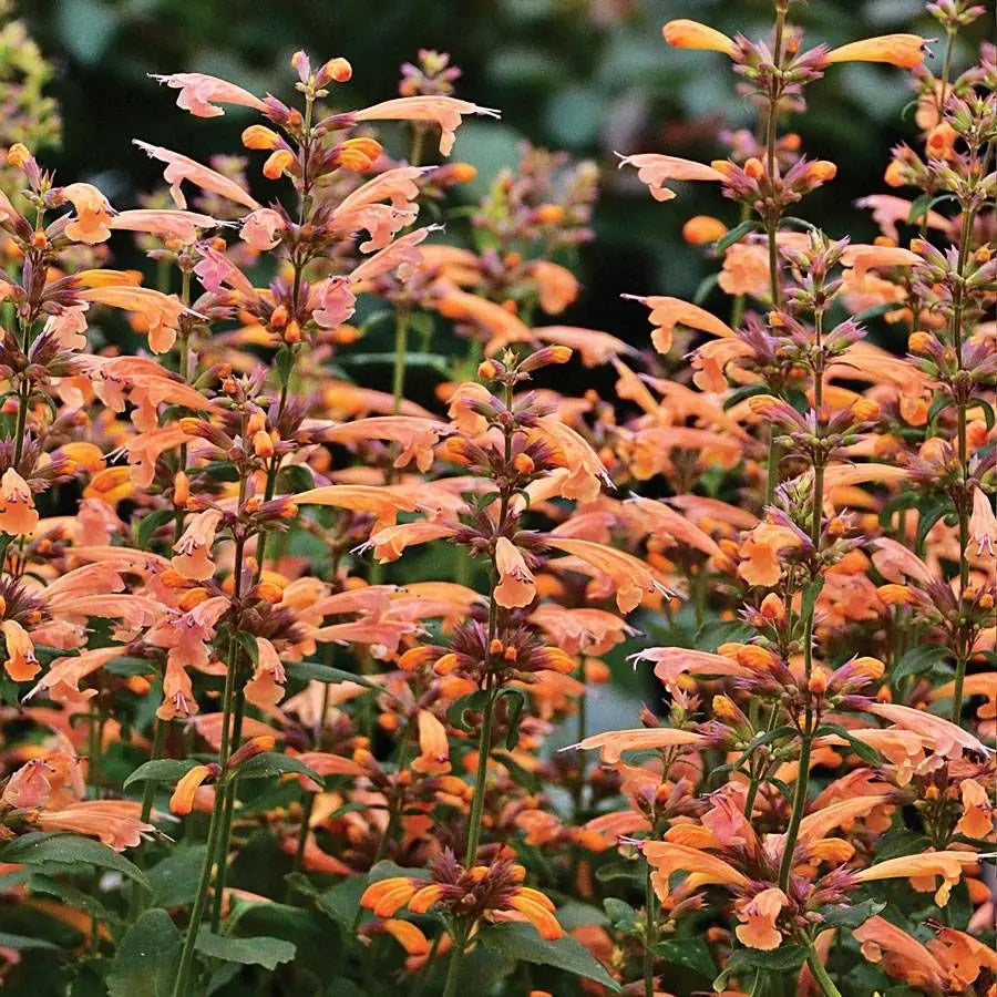 Agastache (agastache arizona) samen for anpflanzung in home garten