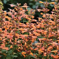 Agastache (agastache arizona) samen for anpflanzung in home garten