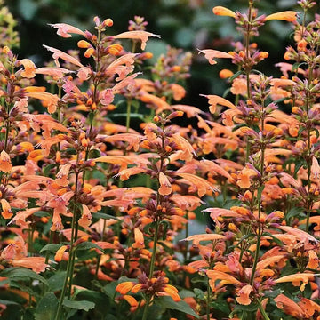 Agastache (agastache arizona) samen for anpflanzung in home garten