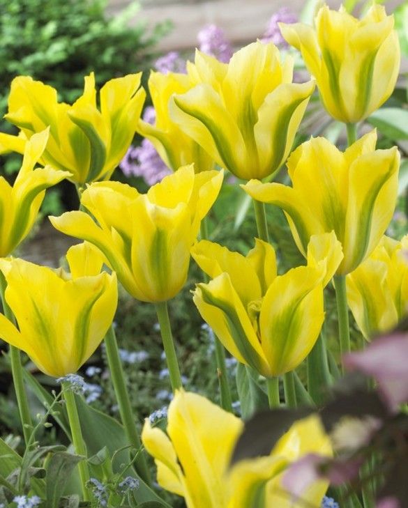 Gelb Grün Tulpe Blumensamen zur Aussaat robust Sorte Traditionssorte & ohne Gentechnik Samen Hausgarten