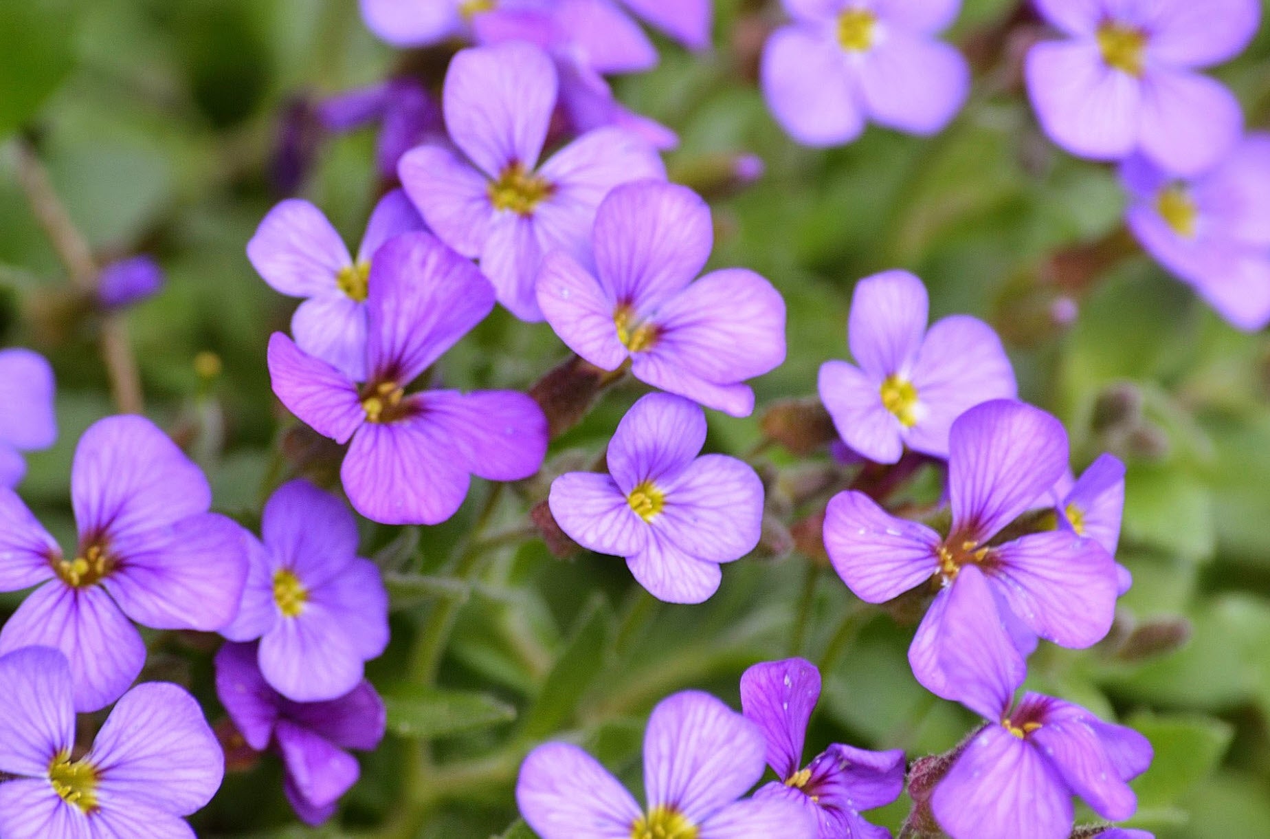 Lila Aubrieta Deltoidea Blumensamen zur Aussaat Garten beliebt Traditionssorte & ohne Gentechnik Samen Hausgarten