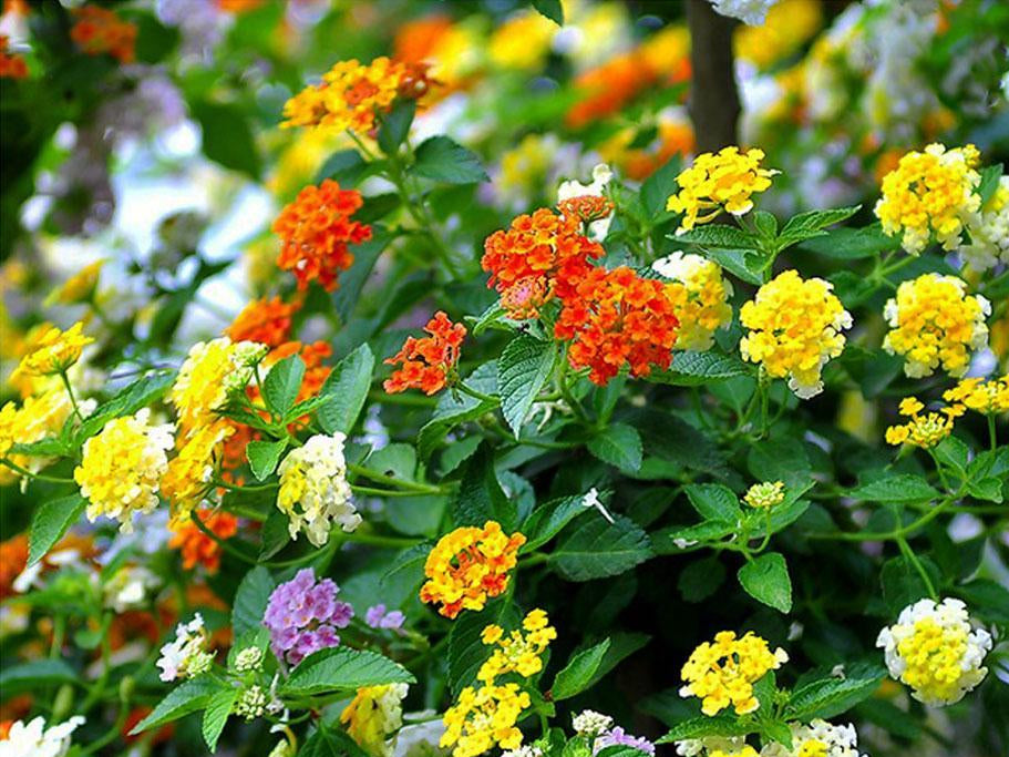 Mischung Wandelröschen Blumensamen zur Aussaat farbenfroh Schau Traditionssorte & ohne Gentechnik Samen Hausgarten