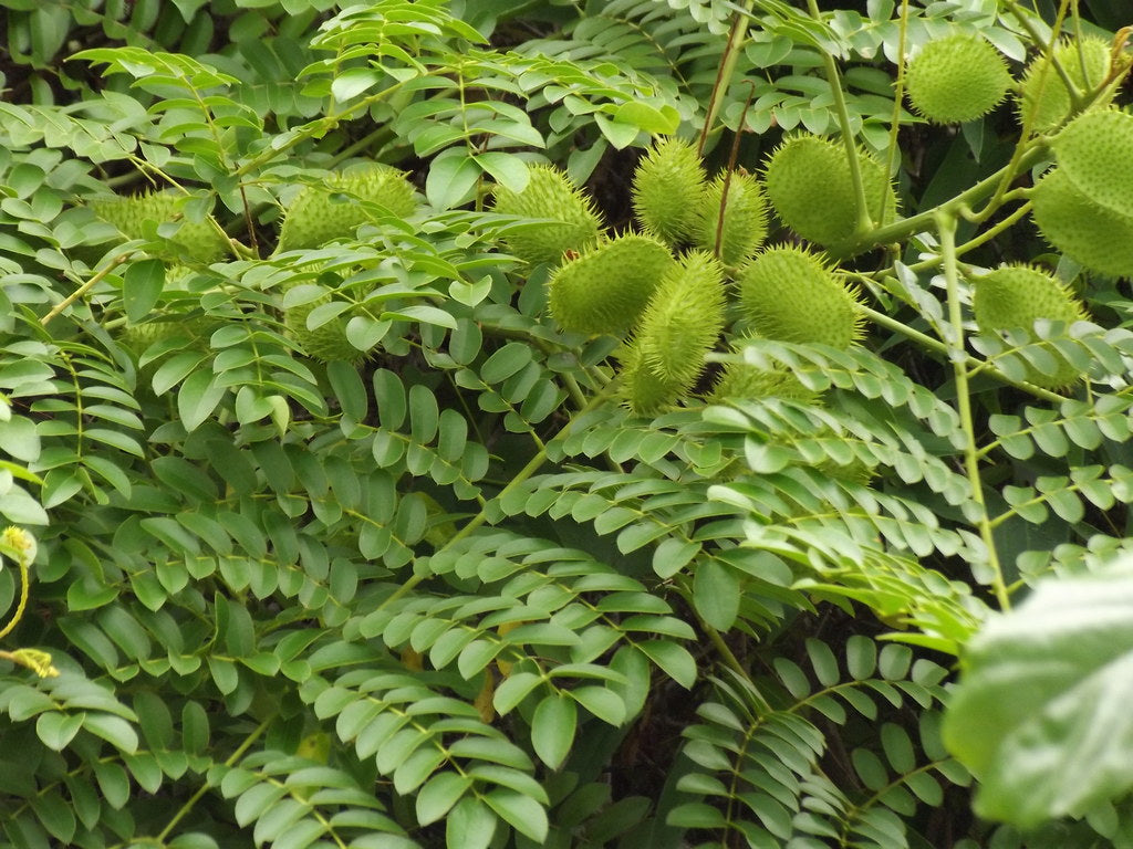 Caesalpinia Bonducella Blumensamen zur Aussaat – leuchtend – Traditionssorte & ohne Gentechnik Samen Hausgarten