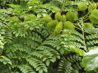 Caesalpinia Bonducella Blumensamen zur Aussaat – leuchtend – Traditionssorte & ohne Gentechnik Samen Hausgarten