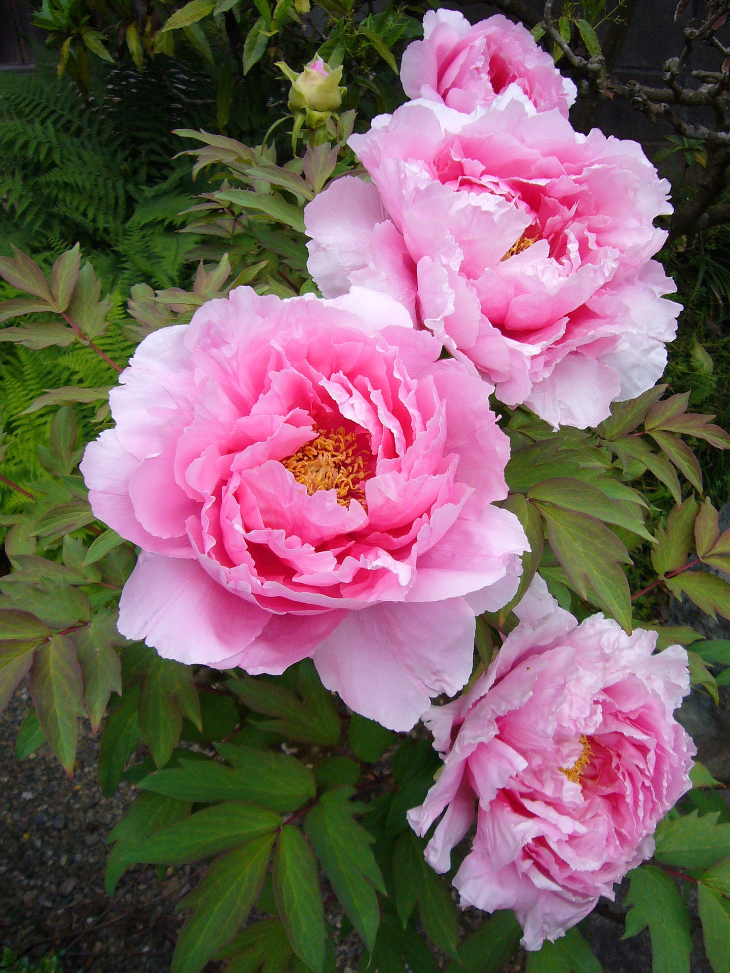 Suffruticosa Blumensamen zur Aussaat kompakt Wuchs Traditionssorte & ohne Gentechnik Samen Hausgarten