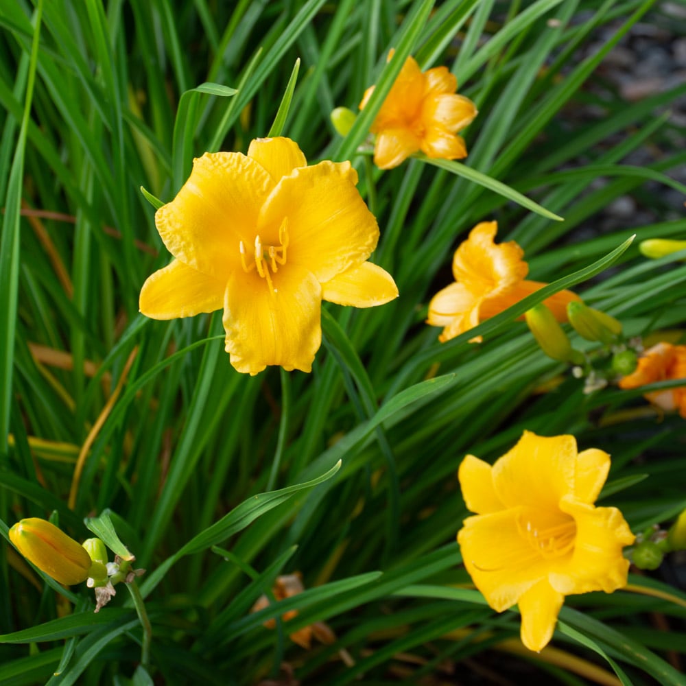 hell Grün Hemerocallis Blumensamen zur Aussaat – Landhaus Garten wichtig – Traditionssorte & ohne Gentechnik Samen Hausgarten