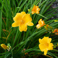 hell Grün Hemerocallis Blumensamen zur Aussaat – Landhaus Garten wichtig – Traditionssorte & ohne Gentechnik Samen Hausgarten