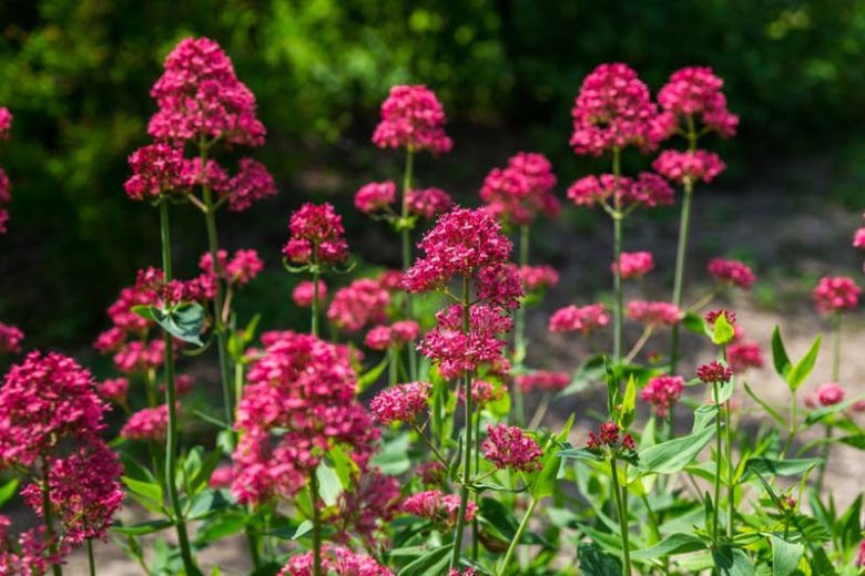 Centranthus Ruber Blumensamen zur Aussaat – leuchtend Blüten – Traditionssorte & ohne Gentechnik Samen Hausgarten