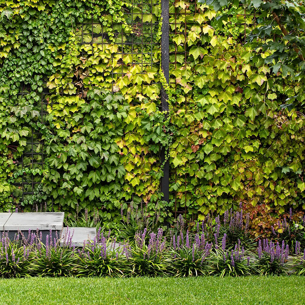 Grün Boston Ivy Blumensamen zur Aussaat pflegeleicht Traditionssorte & ohne Gentechnik Samen Hausgarten