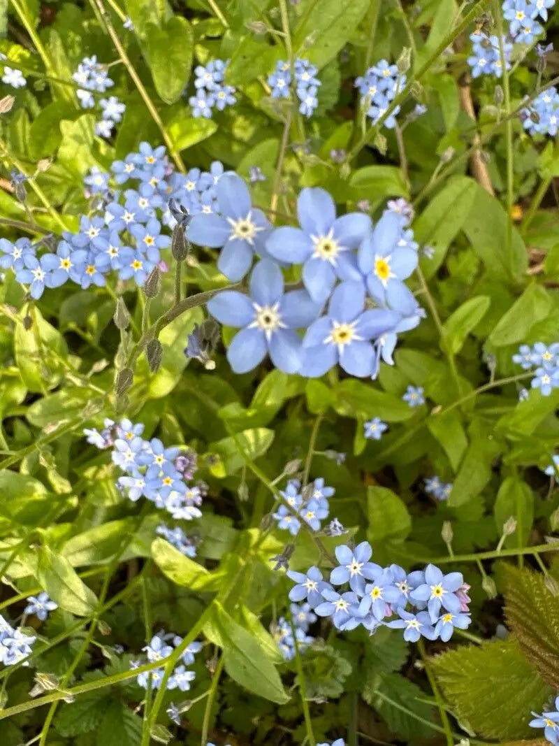 Rot Myosotis Sylvatica Blumensamen zur Aussaat Schnitt Blume beliebt Traditionssorte & ohne Gentechnik Samen Hausgarten