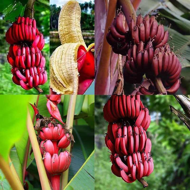 Semi di banana rosa facili da piantare