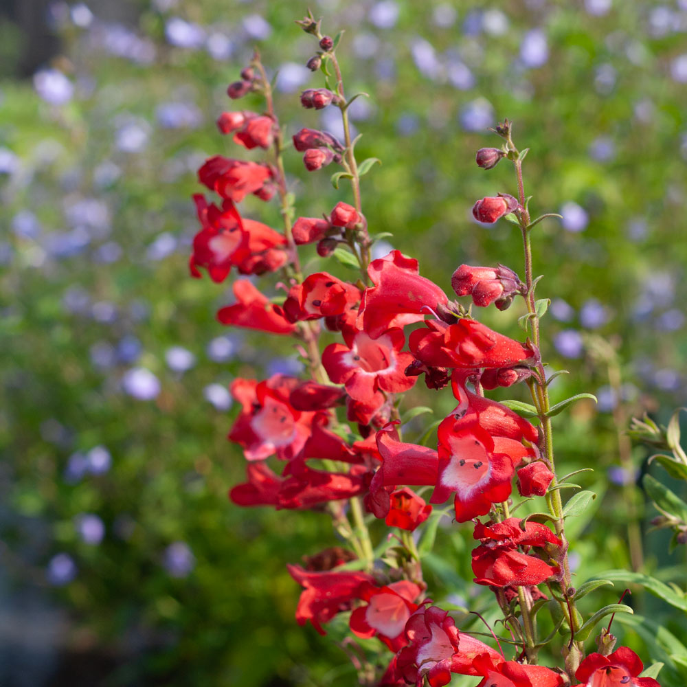 Hartwegi Blumensamen zur Aussaat farbenfroh Schau Traditionssorte & ohne Gentechnik Samen Hausgarten