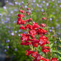 Hartwegi Blumensamen zur Aussaat farbenfroh Schau Traditionssorte & ohne Gentechnik Samen Hausgarten