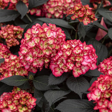 Gelb rot hydrangea blume samen for anpflanzung - colorful display, heirloom & gmo free samen for home garten
 
 sale for anpflanzung in home garten