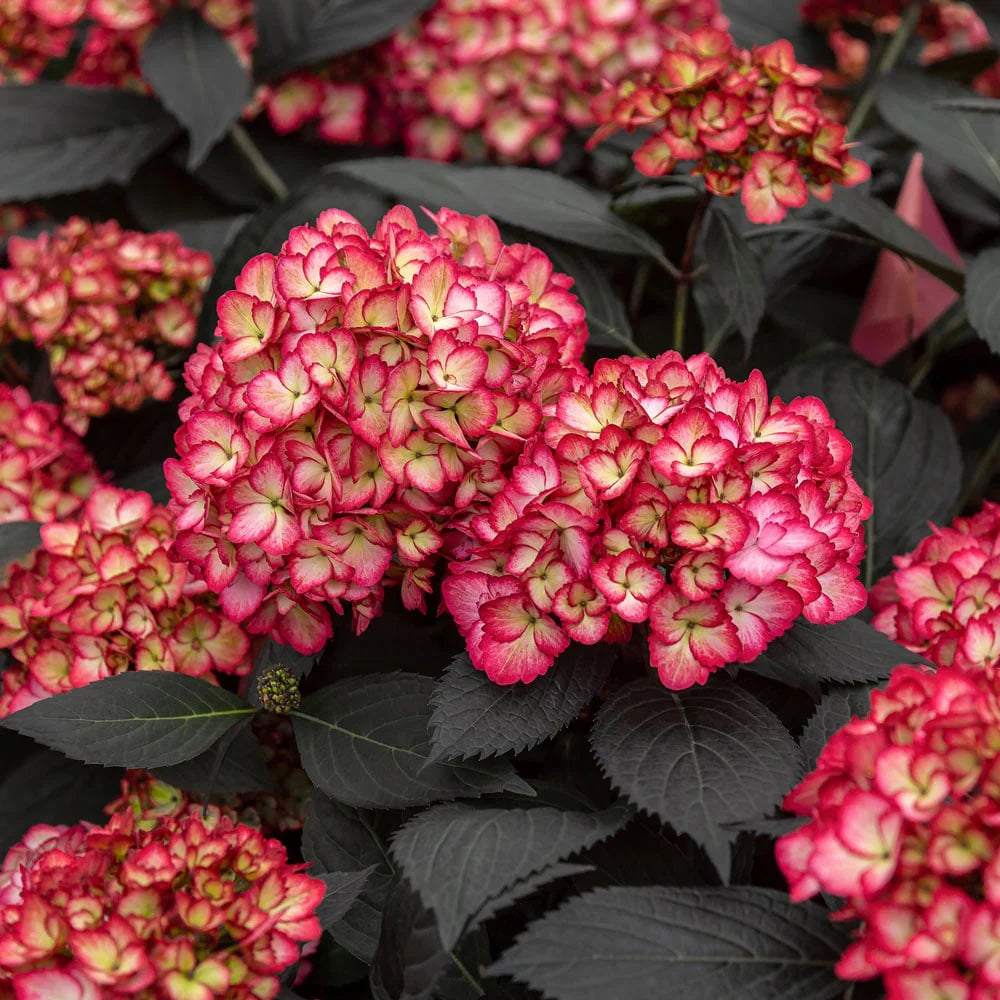 Gelb Rot Hortensie Blumensamen zur Aussaat – farbenfroh Schau – Traditionssorte & ohne Gentechnik Samen Hausgarten