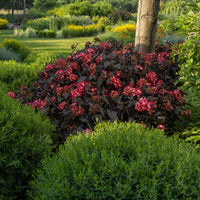 Bordeaux Hortensie blühend Samen zur Aussaat und Gardening