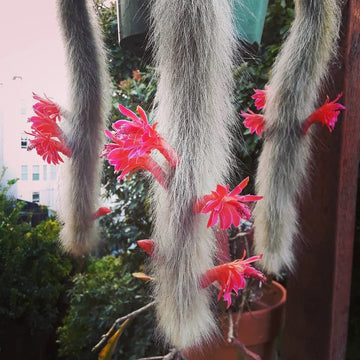 Hildewintera Colademononis- Monkey Tail Cactus – Cactus Blumensamen zur Aussaat – leuchtend Blüten – Traditionssorte & ohne Gentechnik Samen Hausgarten