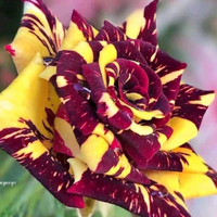 Rot und Gelb Striped Rose Pflanze Samen zur Aussaat