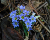 Blau Gentiana Triflora Samen für eine farbenfrohe Aussaat