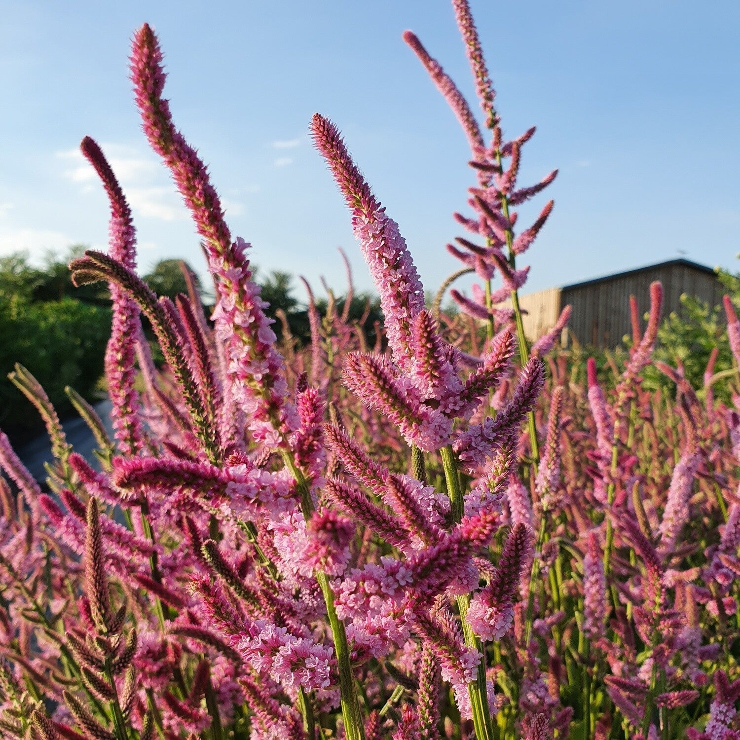 Limonium Suworowii Blumensamen zur Aussaat Garten beliebt Traditionssorte & ohne Gentechnik Samen Hausgarten