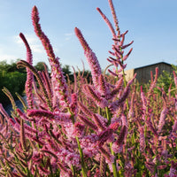 Limonium Suworowii Blumensamen zur Aussaat Garten beliebt Traditionssorte & ohne Gentechnik Samen Hausgarten