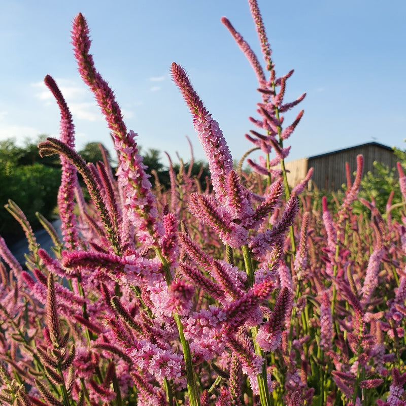 Limonium Suworowii Blumensamen zur Aussaat Garten beliebt Traditionssorte & ohne Gentechnik Samen Hausgarten