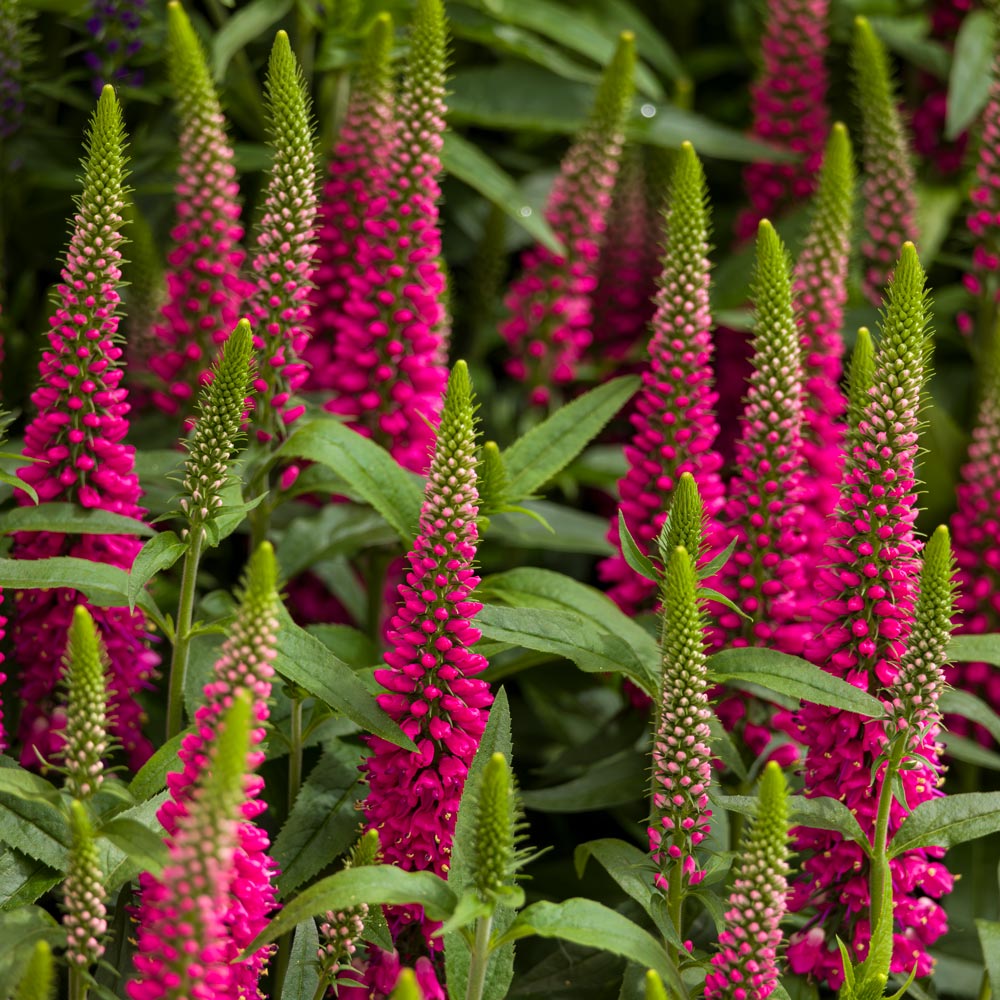 Veronica Blumensamen zur Aussaat sonnenliebend Traditionssorte & ohne Gentechnik Samen Hausgarten