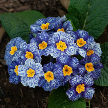 Blau Schlüsselblume Blumensamen zur Aussaat kompakt Wuchs Traditionssorte & ohne Gentechnik Samen Hausgarten
