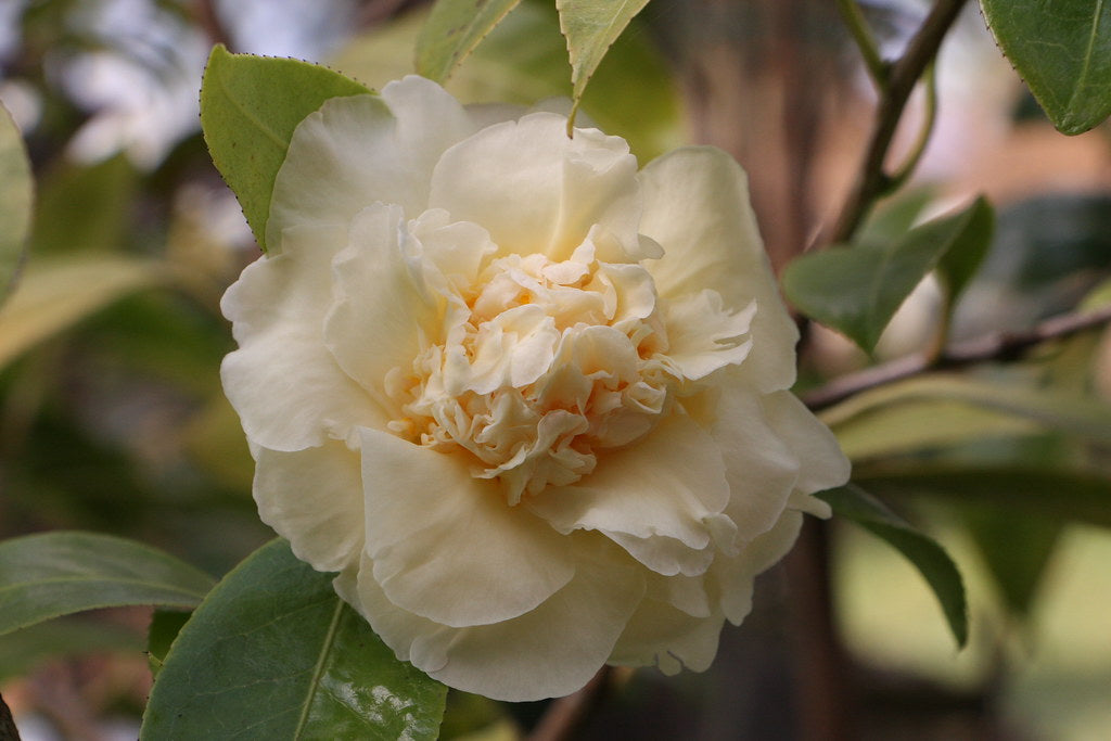 Braun Kamelie Blumensamen zur Aussaat – Anzucht – Traditionssorte & ohne Gentechnik Samen Hausgarten