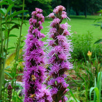 Lila Liatris Spicata Blumensamen zur Aussaat – pflegeleicht – Traditionssorte & ohne Gentechnik Samen Hausgarten