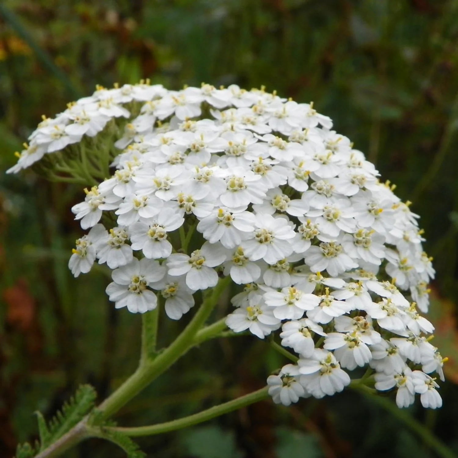 Weiß Yarrow Blumensamen zur Aussaat Schnitt Blume beliebt Traditionssorte & ohne Gentechnik Samen Hausgarten