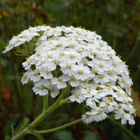 Weiß Yarrow Blumensamen zur Aussaat Schnitt Blume beliebt Traditionssorte & ohne Gentechnik Samen Hausgarten