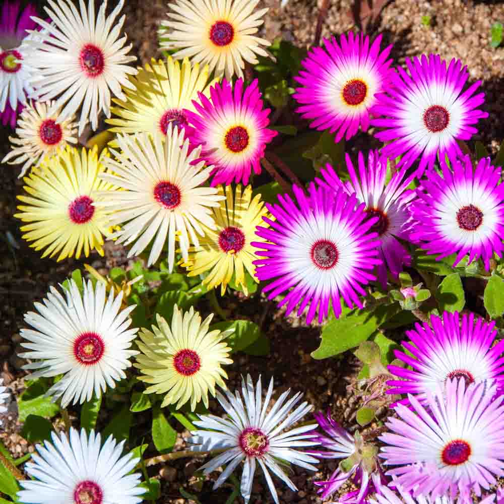 Mesembryanthemum Blumensamen zur Aussaat Bestäuber freundlich Traditionssorte & ohne Gentechnik Samen Hausgarten