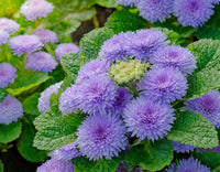 Ageratum Blumensamen zur Aussaat duftend Blüten Traditionssorte & ohne Gentechnik Samen Hausgarten