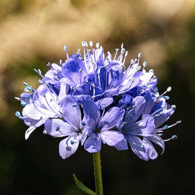 Gilia Capitata Blumensamen zur Aussaat Wildblume Mischung Traditionssorte & ohne Gentechnik Samen Hausgarten
