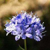 Gilia Capitata Blumensamen zur Aussaat Wildblume Mischung Traditionssorte & ohne Gentechnik Samen Hausgarten