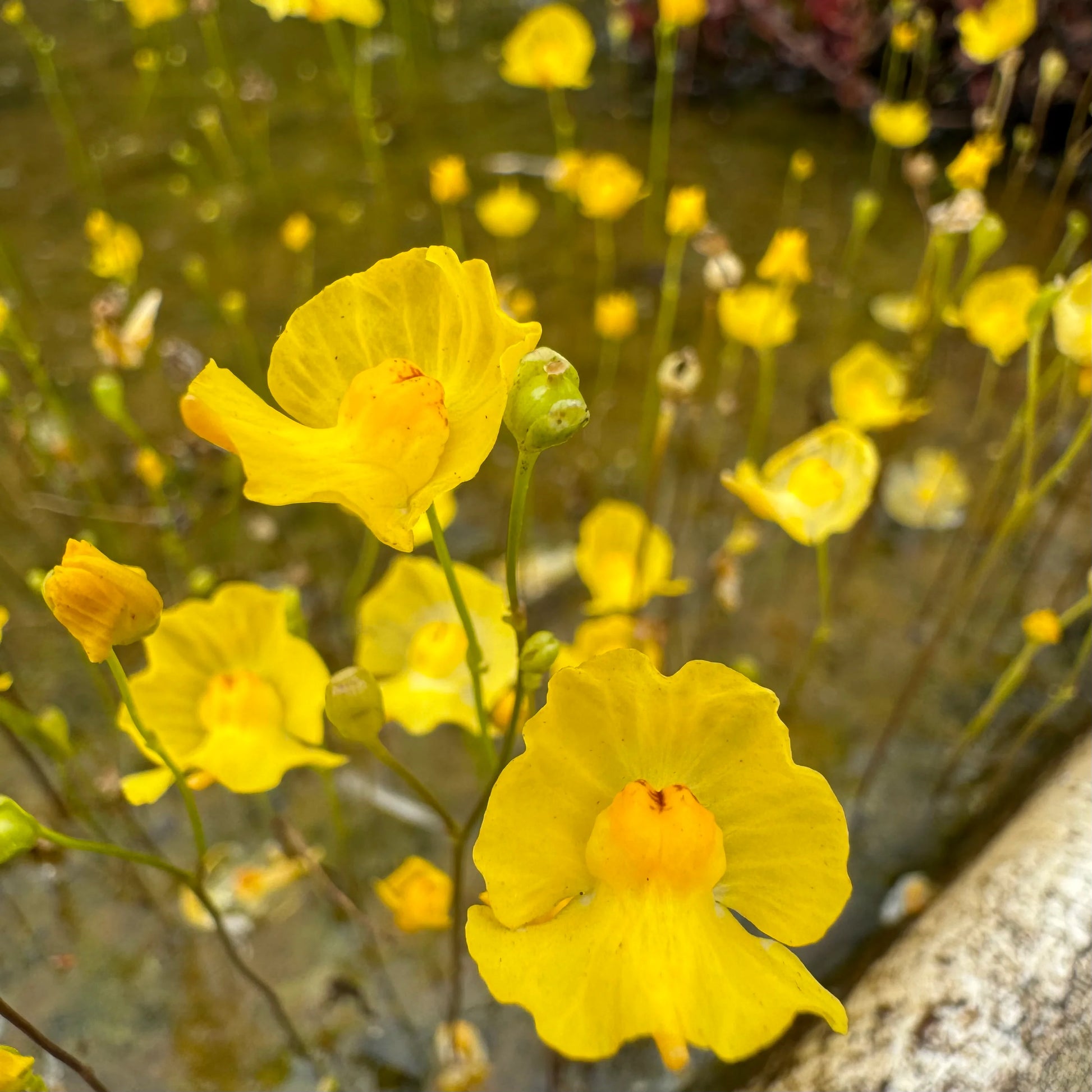 Gelb Utricularia Blumensamen zur Aussaat – Anzucht – Traditionssorte & ohne Gentechnik Samen Hausgarten
