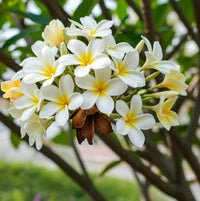 Gelb Weiß Frangipani Blumensamen zur Aussaat hochwertige Qualitäts- Traditionssorte & ohne Gentechnik Samen Hausgarten