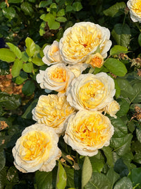 Moonlight Rose Blumensamen zur Aussaat – Bestäuber freundlich – Traditionssorte & ohne Gentechnik Samen Hausgarten