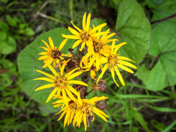 Gelb Ligularia Pflanzensamen Aussaat Leitfaden
