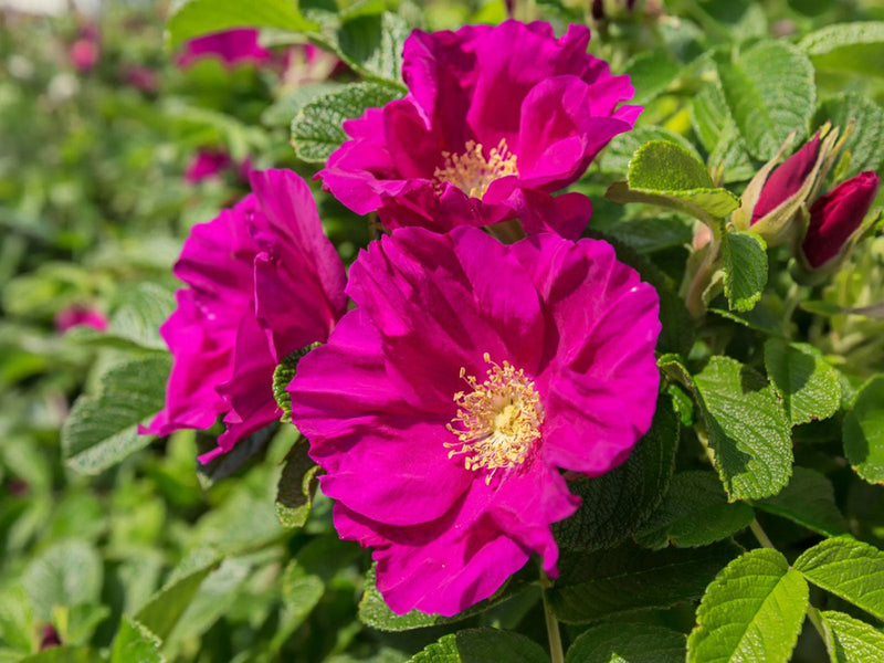 Variedad tradicional de rosa rugosa, semillas de flores para siembra, ideal para parterres, variedad tradicional y sin organismos modificados genéticamente, semillas para jardín doméstico