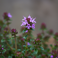 Purpur Kriechthymian Blumensamen – Gentechnikfrei, alte Duftende Bodendecker-Pflanze