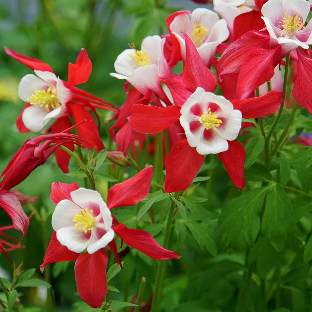 Columbines blume samen for anpflanzung - cottage garten essential, heirloom & gmo free samen for home garten
 
 sale for anpflanzung in home garten