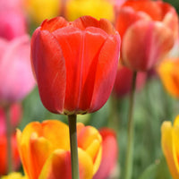 Tulip blume samen for anpflanzung vibrant colors heirloom & gmo free samen for home garten 
 
 sale samen for home garten anpflanzung