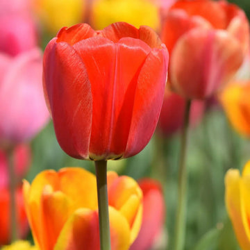 Tulip blume samen for anpflanzung vibrant colors heirloom & gmo free samen for home garten 
 
 sale samen for home garten anpflanzung