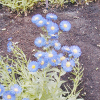 Blau erigeron perennial blume samen for anpflanzung seasonal bloomer heirloom & gmo free samen for home garten 
 
 sale samen for home garten anpflanzung