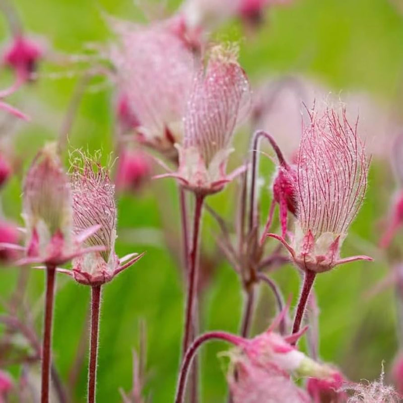 Smoke blume samen for anpflanzung garten favorite heirloom & gmo free samen for home garten 
 
 sale samen for home garten anpflanzung